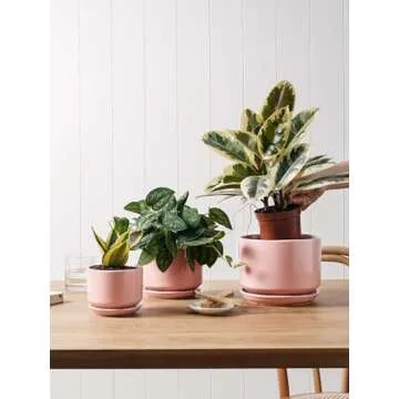 LE TAUCI Ceramic Plant Pots Set - 3 Sizes with Drainage