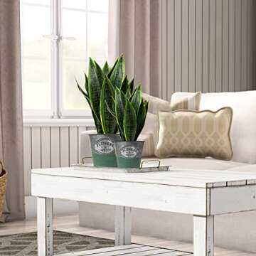 Briful Vintage Galvanized Buckets for Decor and Plants