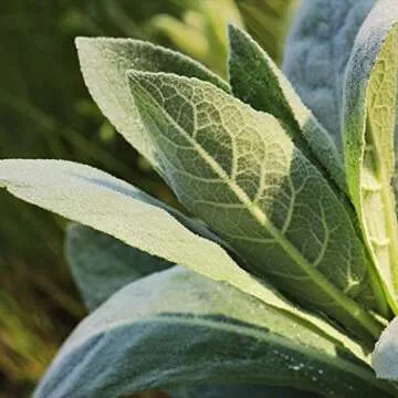 Frontier Co-op Organic Mullein Leaf for Tea and Remedies