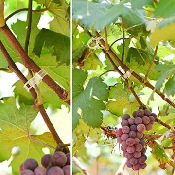 GSINODRS 200Pcs Plant Support Clips, Garden Clips, Grape Vine, Tomato Vegetables Trellis Clips to Grow Upright Makes Plants Healthier