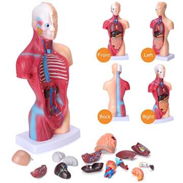 HOTROSE Human Body Model for Kids, 15 Pcs Removable 11 inch Human Torso Anatomy Model for for Teaching Study Class Students with Product Manual (11 inch)