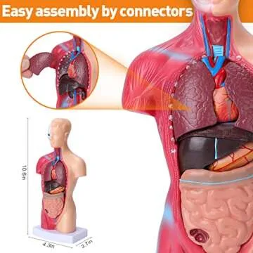 HOTROSE Human Body Model for Kids, 15 Pcs Removable 11 inch Human Torso Anatomy Model for for Teaching Study Class Students with Product Manual (11 inch)