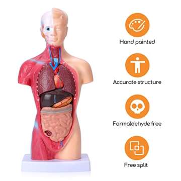 HOTROSE Human Body Model for Kids, 15 Pcs Removable 11 inch Human Torso Anatomy Model for for Teaching Study Class Students with Product Manual (11 inch)