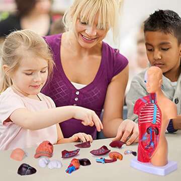 HOTROSE Human Body Model for Kids, 15 Pcs Removable 11 inch Human Torso Anatomy Model for for Teaching Study Class Students with Product Manual (11 inch)