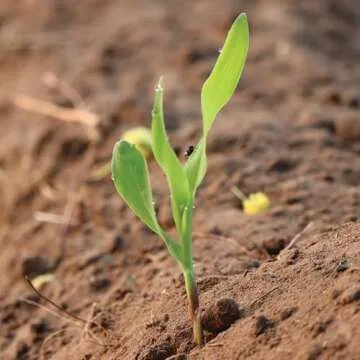 Peaches & Cream Corn Seeds Non-GMO for Delicious Harvests