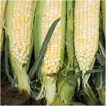Peaches & Cream Corn Seeds Non-GMO for Delicious Harvests