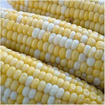 Peaches & Cream Corn Seeds Non-GMO for Delicious Harvests