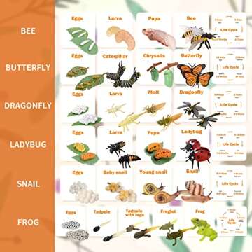 Montessori Life Cycle Animal Figurines Learning & Education Toys, Plastic Insect Snail Ladybug Bee D...