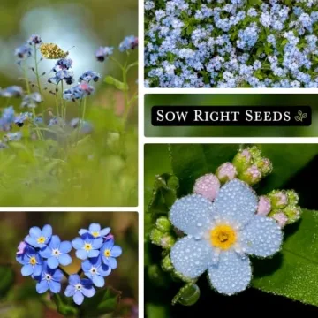 Sow Right Seeds Forget-Me-Not Flower Seeds for Remembrance