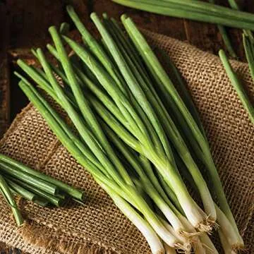 Seeds Of Change Evergreen Bunching Onion Seeds - Organic Gardening