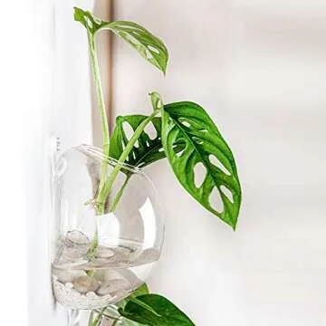 UMEIED Glass Wall Planters, 6 Pack, Indoor Use, Clear, 1050 cubic inches, Wall-Mountable, Round, Garden Style, Polished Finish, 1 Level, 12.4 x 14.6 x 6.3 inches, PLANTER