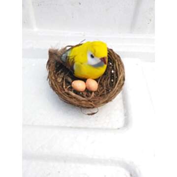 Terrarium/fairy Garden Kit / with Bird's Nest +3 Plants - Create Your Own Living Terrarium From Jmbamboo