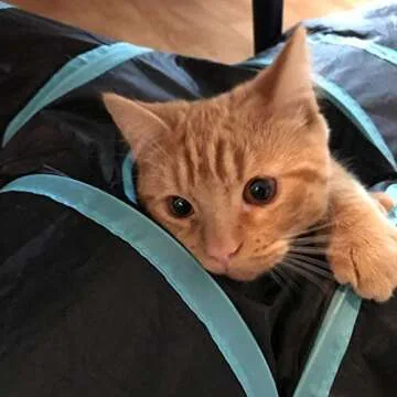 Engaging Pet Soft 20 Pcs Cat Toy Assortments