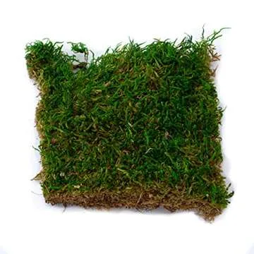 TerraGreen Succulent Planter Kit for Beautiful Terrariums