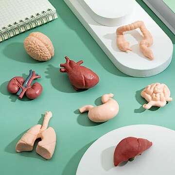Mini Human Body Model for Kids, 8PCS Body Parts Sets Anatomy Toys, 3D Anatomy and Physiology Study T...