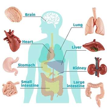 Mini Human Body Model for Kids, 8PCS Body Parts Sets Anatomy Toys, 3D Anatomy and Physiology Study Tools for Students Class Learning