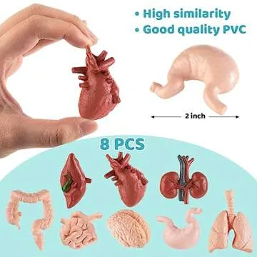 Mini Human Body Model for Kids, 8PCS Body Parts Sets Anatomy Toys, 3D Anatomy and Physiology Study Tools for Students Class Learning