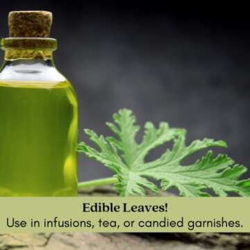 Citronella Mosquito Plants - Non-GMO Live Plants - 2 Pack