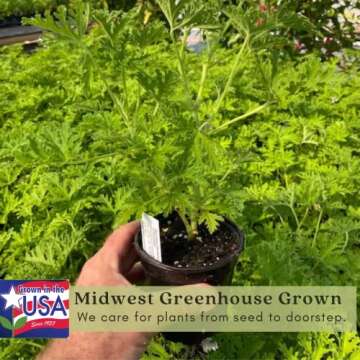 Citronella Mosquito Plants - Non-GMO Live Plants - 2 Pack