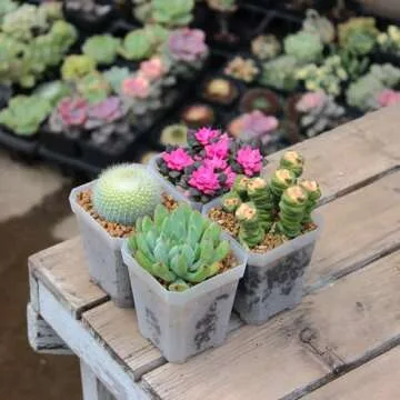 BangQiao 120 Pack Small 2.70 Inch Clear Plastic Square Nursery and Seedling Pot Container, Seed Starting Transplant Planter with Drain Hole for Germination