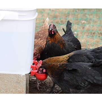 RentACoop 5 Gallon/ 4 Automatic-Fill Water Cup Chicken Waterer - Center Placement