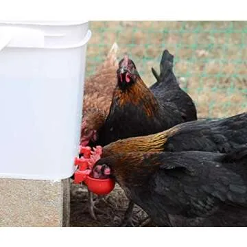 RentACoop 5 Gallon Chicken Waterer for Effortless Hydration
