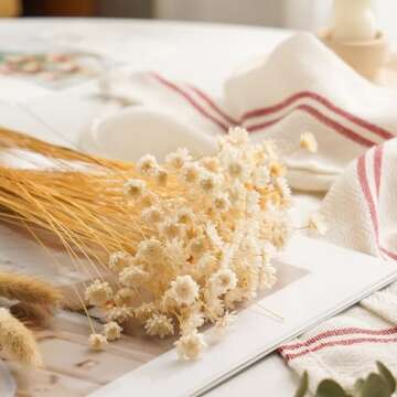 Natural - Dried - Flowers Brazilian Small Star Daisy Dried Decorative Mini Chamomile Bouquet for Wed...