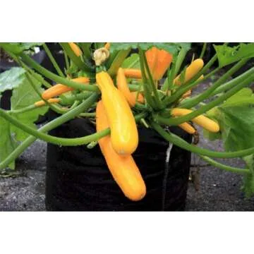 Smart Pots 5-Gallon Smart Pot Soft-Sided Container, Black with Cut handles