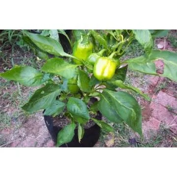 Smart Pots 5-Gallon Smart Pot Soft-Sided Container, Black with Cut handles