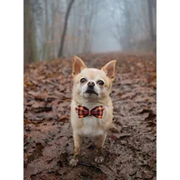Elegant little tail Dog Collar with Bow, Bowtie Dog Collar, Adjustable Fall Dog Collars for Small Medium Large Dogs