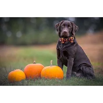 Elegant little tail Dog Collar with Bow, Bowtie Dog Collar, Adjustable Fall Dog Collars for Small Medium Large Dogs