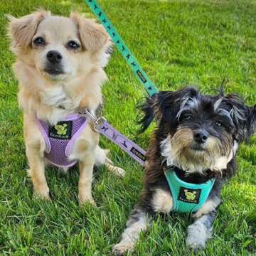 EcoBark Step in Dog Harness - Soft Mesh Dog Vest Harnesses for Puppies and Small Dogs - Reflective and Adjustable No Pull and No Choke Halter Harness - Mesh Comfort Padded Body Harness (Lavender, XS)