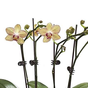 KINGLAKE 100Pcs Orchid Clips Daisy Garden Flower Plant Support Clips to Keep Plant Neat and Healthy,Coffee(95200)