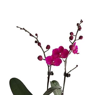 KINGLAKE 100Pcs Orchid Clips Daisy Garden Flower Plant Support Clips to Keep Plant Neat and Healthy,Coffee(95200)