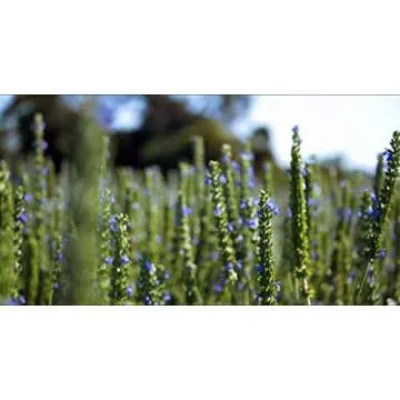 SOW Sustainable Toasted Black Chia Seeds 16 oz Non-GMO