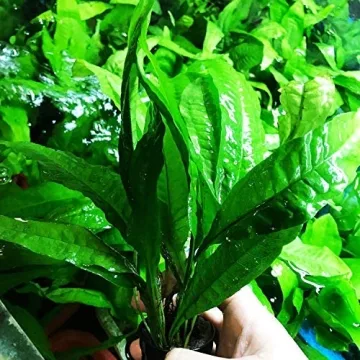 Quality Greenpro Java Fern for Vibrant Aquariums