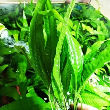 Quality Greenpro Java Fern for Vibrant Aquariums