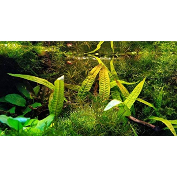 Quality Greenpro Java Fern for Vibrant Aquariums