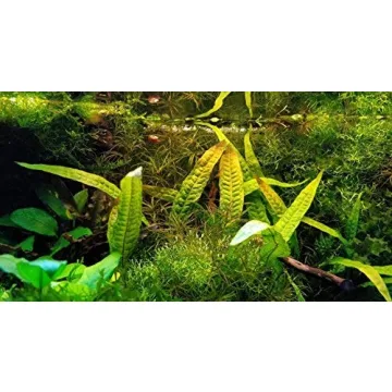 Quality Greenpro Java Fern for Vibrant Aquariums