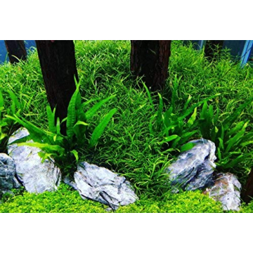 Quality Greenpro Java Fern for Vibrant Aquariums