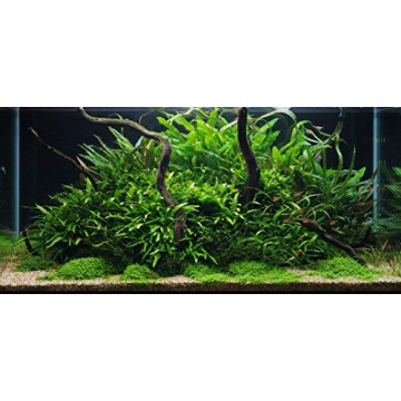 Quality Greenpro Java Fern for Vibrant Aquariums