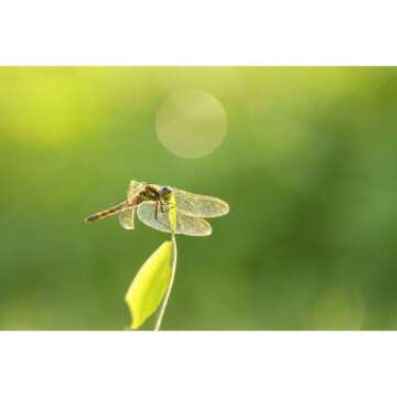 Sigma 105mm F2.8 DG DN Macro Art (Sony E-mount)