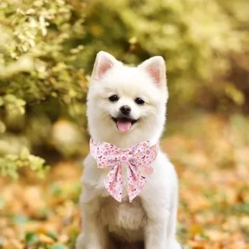 UP URARA Halloween Dog Collar with Flower Bowtie