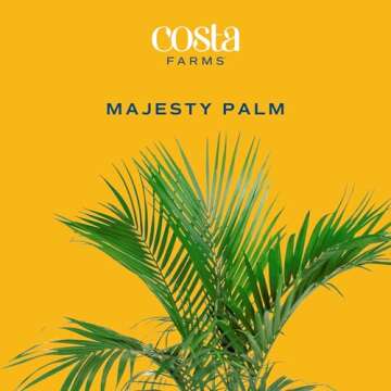 Costa Farms Majesty Palm Live Plant, Live Indoor and Outdoor Palm Tree, Potted in Modern Décor Plan...