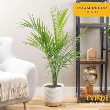 Costa Farms Majesty Palm - Stunning Live Indoor Plant