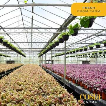 Costa Farms Majesty Palm - Stunning Live Indoor Plant