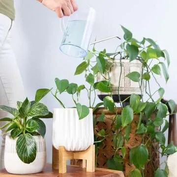 Self-Dissolving Houseplant Fertilizer | Easy Plant Care