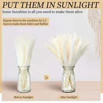 Janinka 200 Natural Dried White Pampas Grass Decor