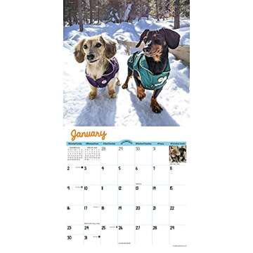 Crusoe the Celebrity Dachshund 2022 Wall Calendar
