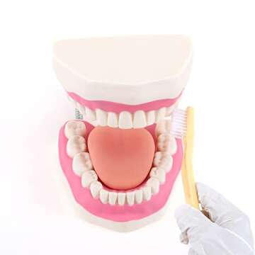 RONTEN Dental Teeth Care Model-Mouth Model for Speech Therapy, Enlarged 6 Times Standard Size, for B...